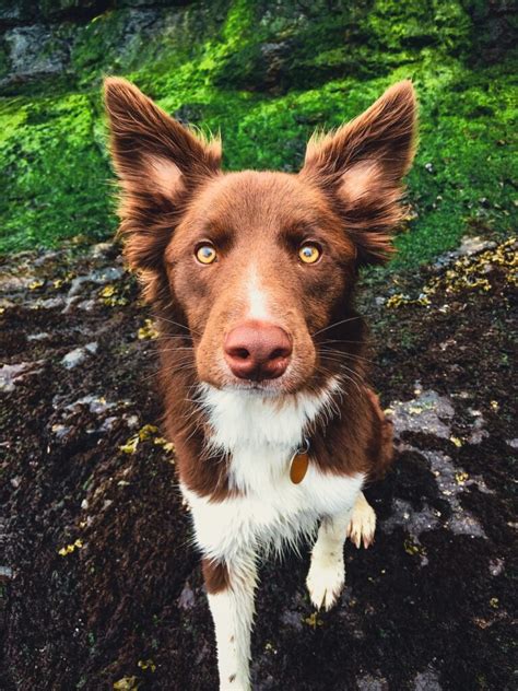 Ojos Enigm Ticos Los Fascinantes Ojos De Los Border Collies