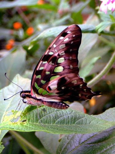 Imago Butterfly In The House At London Zoo Nic Redhead Flickr