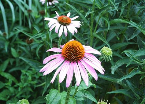 Purple Coneflower (Echinacea purpurea)