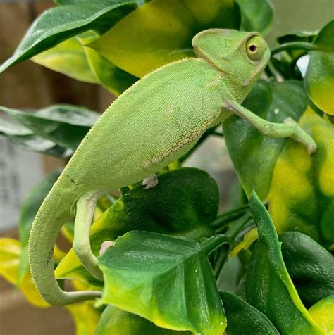 Baby Veiled Chameleon Reptile Pets Direct