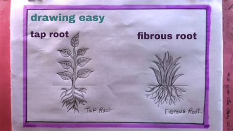 How To Draw Root System Draw Tap Root And Fibrous Root YouTube