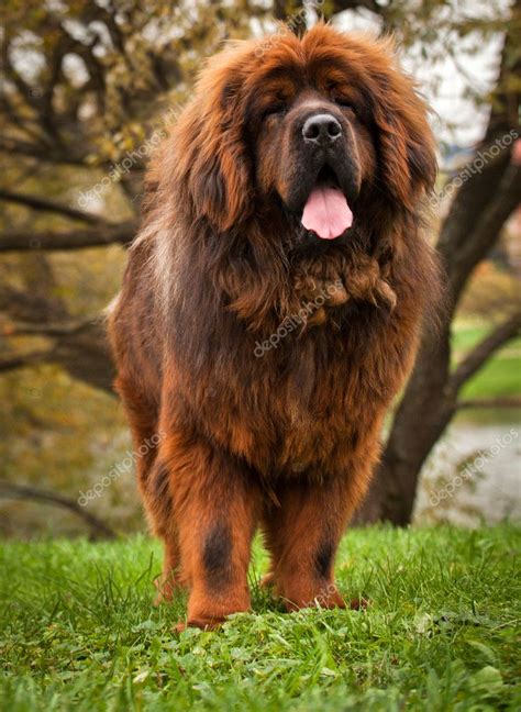 Red Tibetan mastiff dog — Stock Photo © GORLOV #127080402