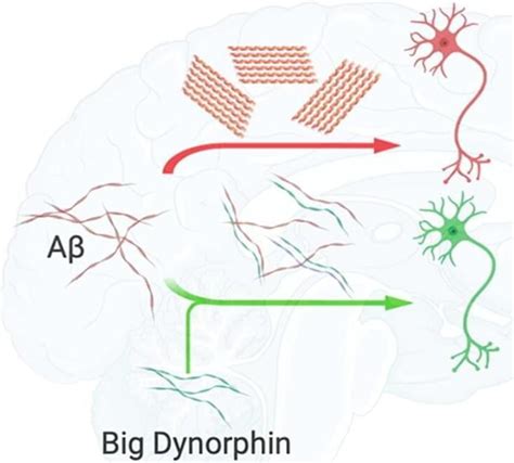 Big Dynorphin May Protect Neurons From The Accumulation Of Alzheimers