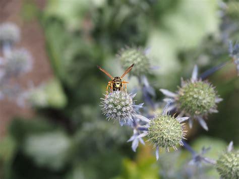 Wasp Garden Flower Free Photo On Pixabay Pixabay