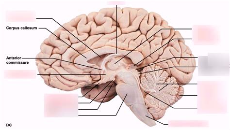 brain stem structures Diagram | Quizlet