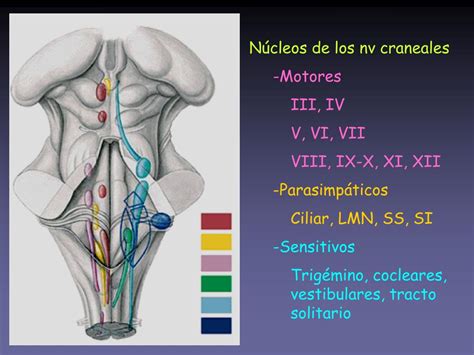 Ppt Tronco Cerebral Nervios Craneales Powerpoint Presentation Free