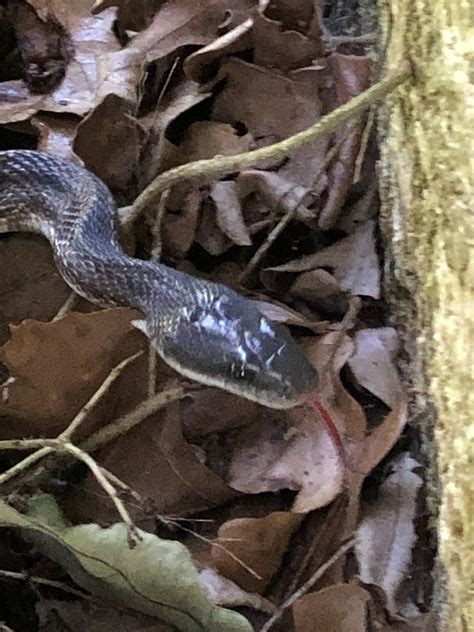 Western Ratsnake From Zapalac Rd Smithville Tx Us On May At