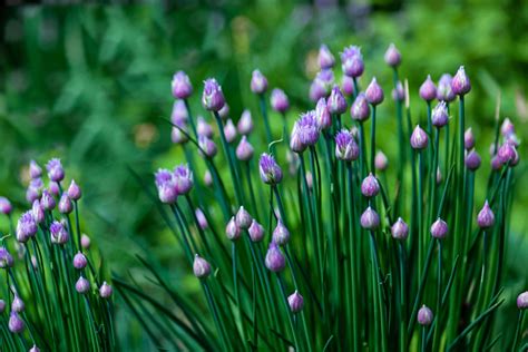 5 Best Herbs to Grow in a Shady Garden