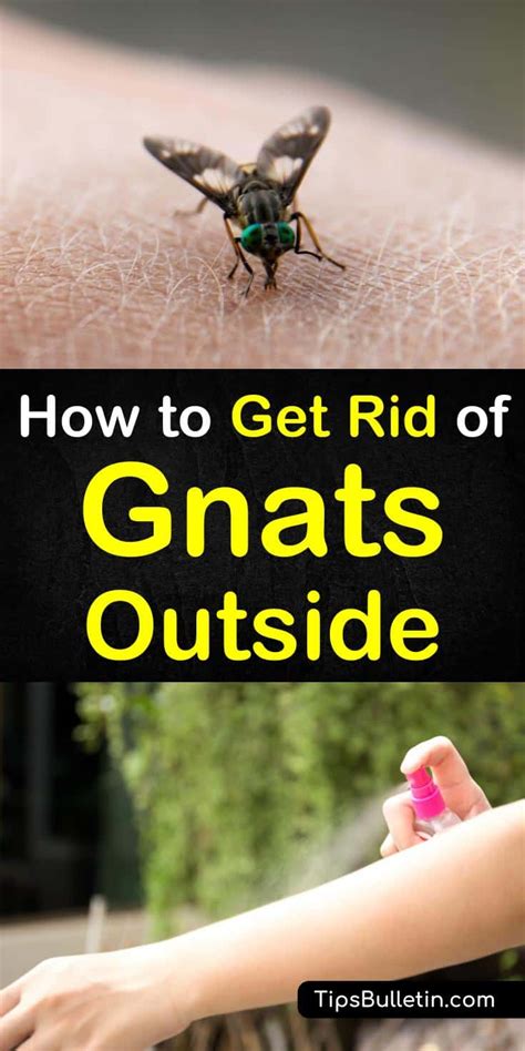 How to Get Rid of Gnats Outside