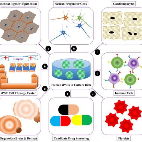 Schematic Illustration Of Ipsc Generation And Their Characterization