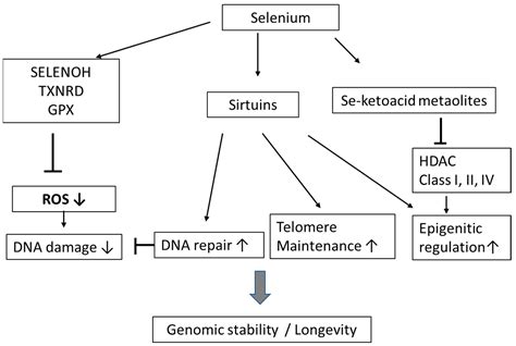 Biomolecules Free Full Text Impact Of Selenium On Biomarkers And