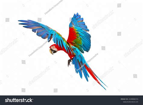 Colorful Green Wing Macaw Flying Isolated Stock Photo 2199806715 ...