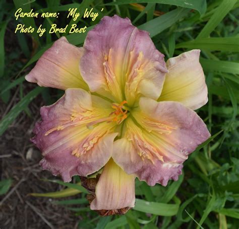 My Way Daylily Dooley Gardens