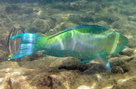 Hanauma Bay Guided Snorkel Tour - Hanauma Bay Dive Tours Reservations