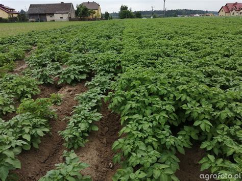 Ziemniaki Zdj Cie Fotka Foto Numer Galeria Rolnicza Agrofoto