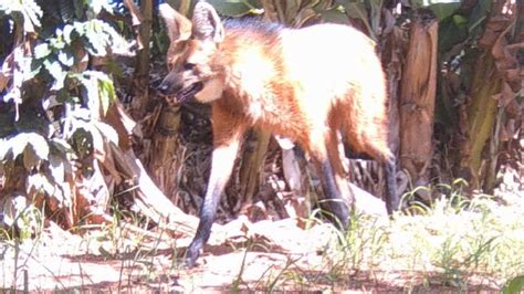 Na Trilha Dos Animais Gato Mourisco E Irara Seus Filhotes Lobo