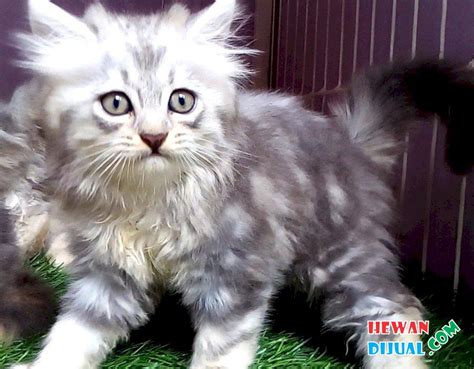 [Dijual] Kucing Persia Medium Longhair 2 Bulan | HewanDijual.com