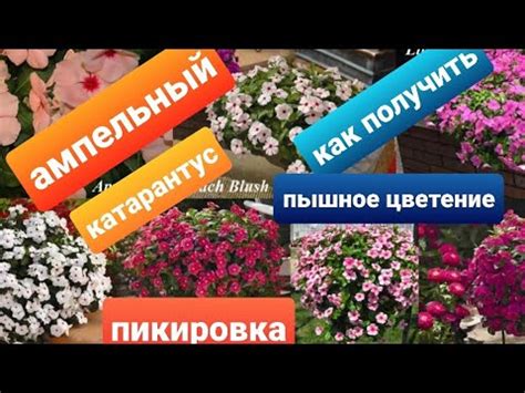 Ампельный катарантус /Сроки пикировки/Условия выращивания из семян ...