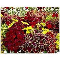 Coleus Rainbow Mix Buntnessel 200 Samen Amazon De Garten