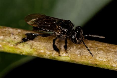 What Is A Stingless Bee Here S What You Need To Know