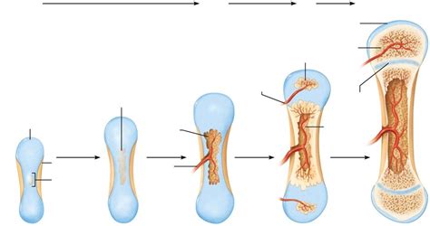 Steps In Endochondral Ossification Diagram Quizlet