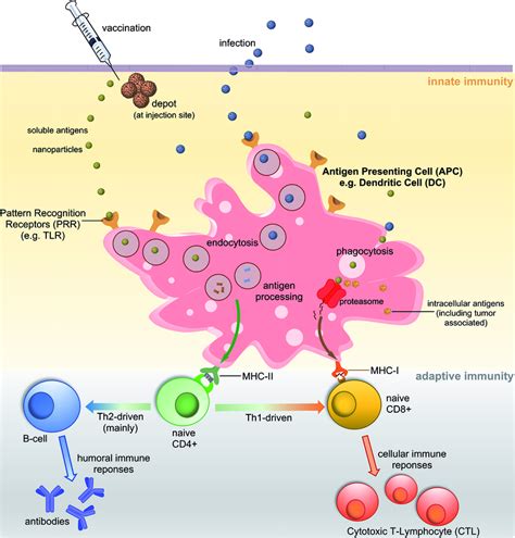 Schematic Representation Of Major Pathways Of Immune Response