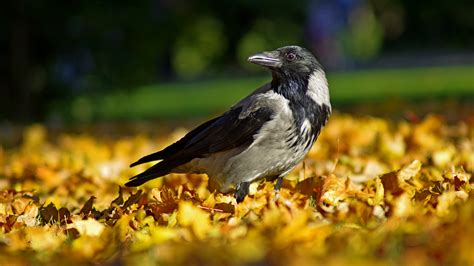 Fonds D Ecran X Automne Oiseau Corbeaux Feuillage Animaux