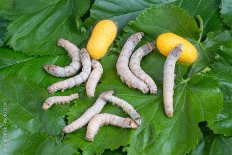 The silkworm is the larva or caterpillar of the domestic silkmoth ...