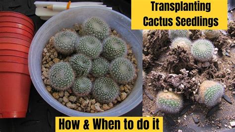 Transplanting Cactus Seedlings How When To Do It Cactus Cacti