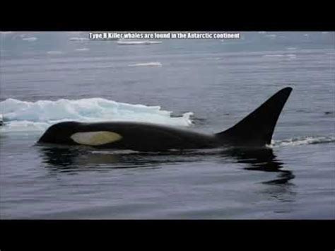 all orca types 🐳🐋 - YouTube