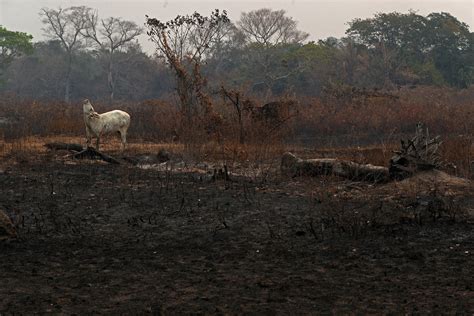 In Photos World S Biggest Wetland Pantanal Engulfed By Flames Daily