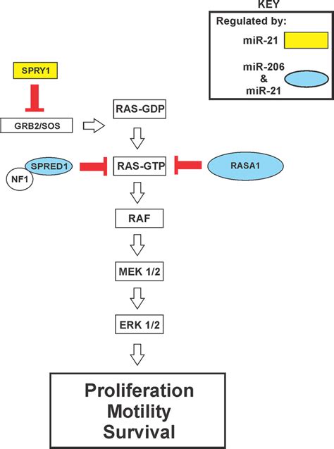 Klf4 Dependent Mirs Cooperatively Promote Ras Erk Pathway Download