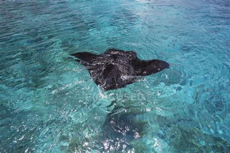 Manta Ray swimming — ecology, life - Stock Photo | #167563044