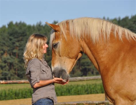 Du Und Dein Pferd Dein Weg Zum Pferd