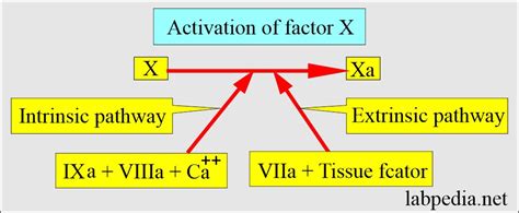 Blood Coagulation Factors And Interpretations