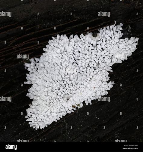 Sporangia Of White Coral Slime Mold Ceratiomyxa Fructiculosa Stock