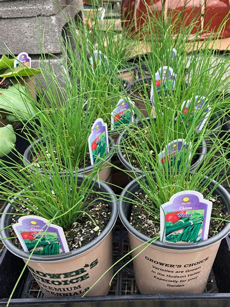 Allium schoenoprasum – Chives – 1-Quart – Catskill Native Nursery Catalog