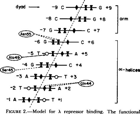 Figure 1 from DNA Sequence Determinants of X Repressor Binding in Vivo | Semantic Scholar