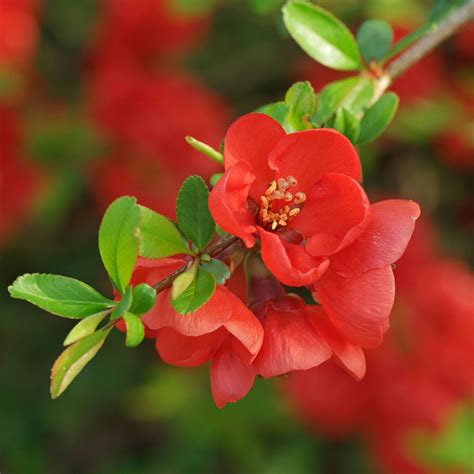 Chaenomeles japonica | Flowering quince, Chaenomeles, Japanese quince