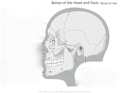 Skull Sutures And Superficial Structures Diagram Quizlet