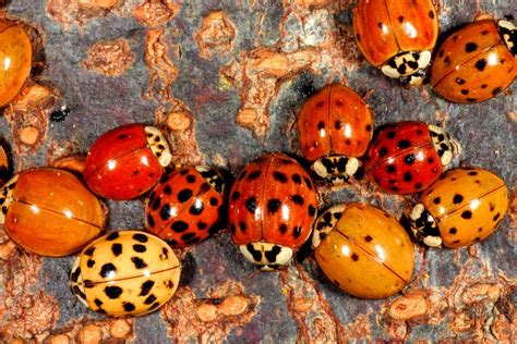 Ladybugs vs. Asian Beetles? | ThriftyFun