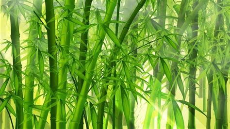 [100 ] Green Bamboo Backgrounds