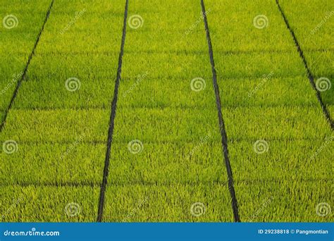 Rice Seedlings Stock Photo Image Of Beautiful Garden