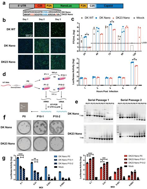 Using Recombination Dependent Lethal Mutations To Stabilize Reporter