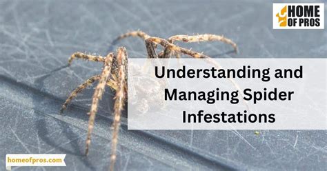 Understanding and Managing Spider Infestations - Home of Pros