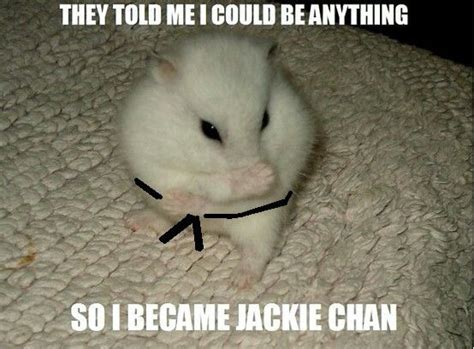 Karate | Funny animal memes, Funny animals, Funny hamsters