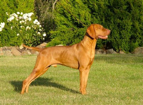 Braco húngaro de pelo duro Vizsla o Pointer Húngaro