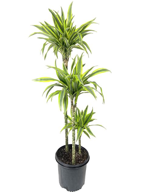 Dracaena Warneckii Gold Star