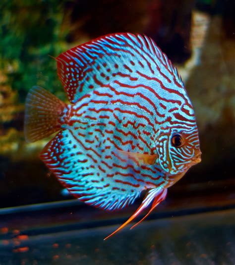 turquoise blue discus goodjoseph  fish store