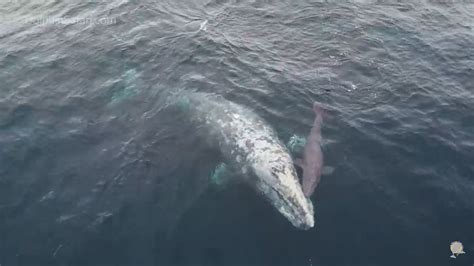 Extremely rare gray whale birth captured on camera, possibly for the ...